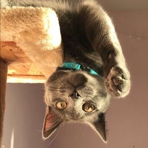 Meet your Posher, Leia